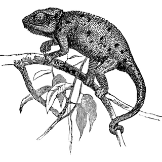 Kamariya profile picture