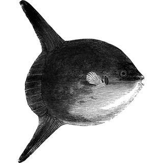 Timea Nagy profile picture