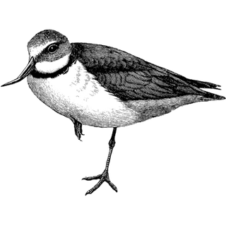 Yurub Ahmed  profile picture