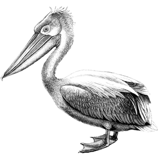 Chris Lawrence profile picture