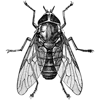 Teresa profile picture