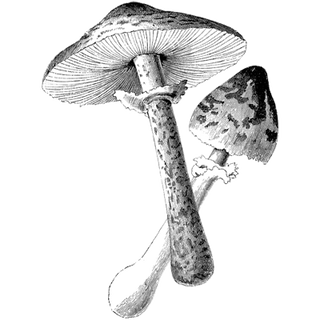 Ayesha Test profile picture