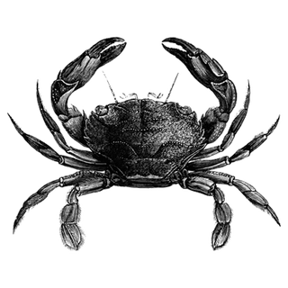 Andrés Collares profile picture