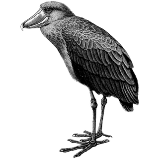 Nafisah Adams profile picture