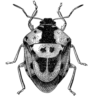 sadan@nif.org.np profile picture