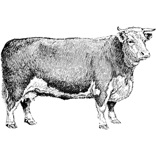 Raveena Khatoon profile picture