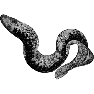 Sharon  profile picture