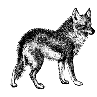 MATIAS CORTESE profile picture