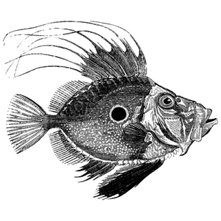 Jennifer Maree profile picture