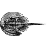 platinumlabe profile image