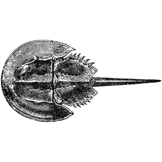 Bibek Shah profile picture