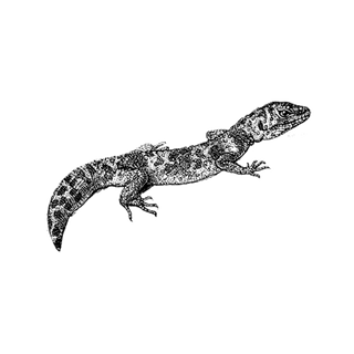 Loreto Zumalacarregui profile picture