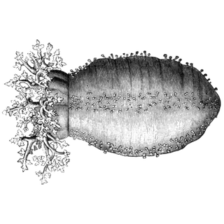 willray profile picture