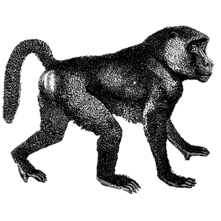 Madison Starnes profile picture